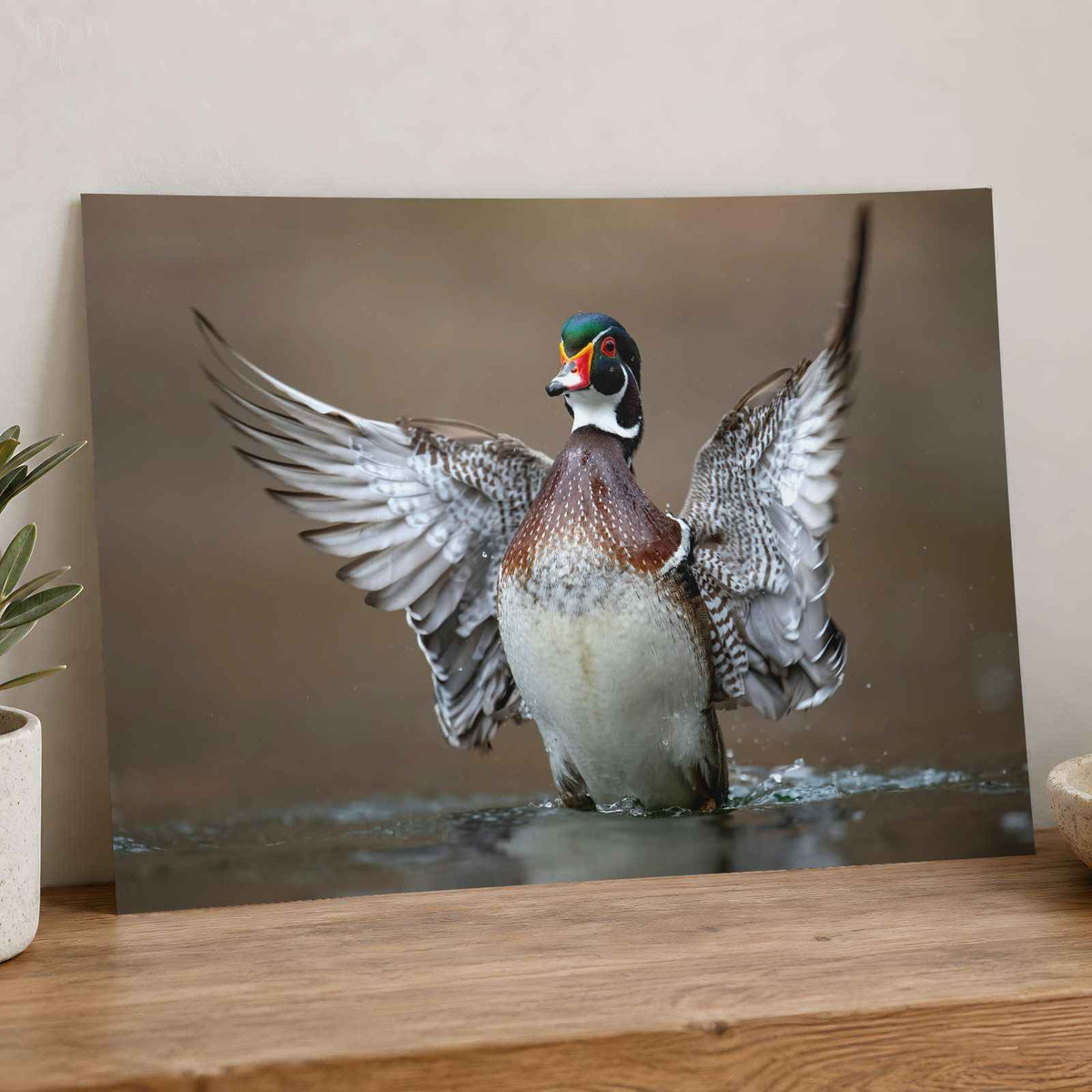 Male Wood Duck in Pennsylvania Stream Photo Wall Art (7 Sizes) - Frameable
