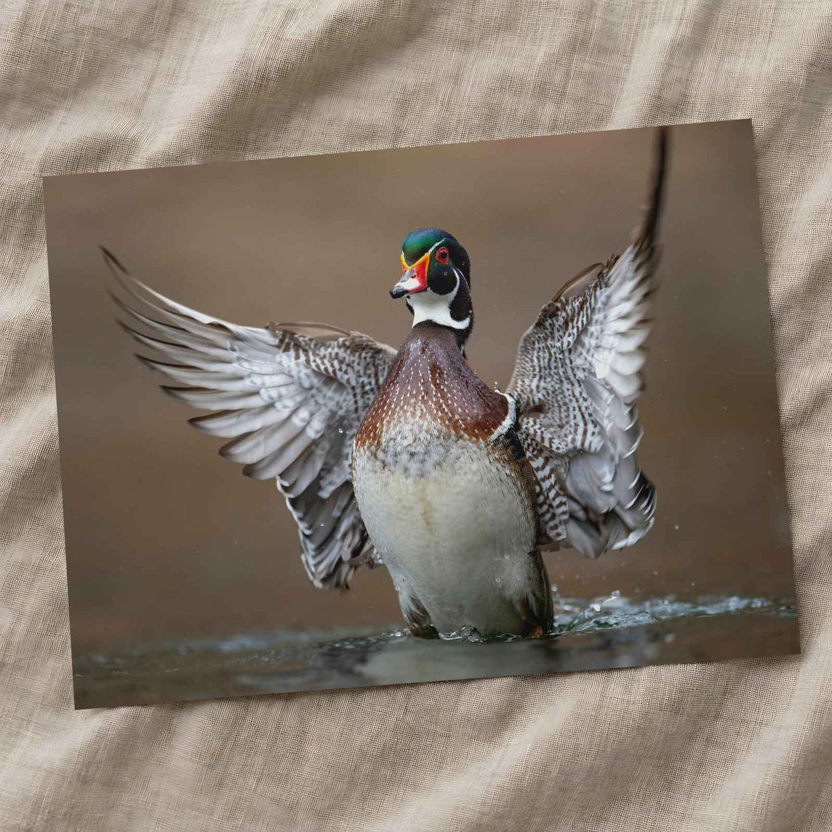 Male Wood Duck in Pennsylvania Stream Photo Wall Art (7 Sizes) - Frameable