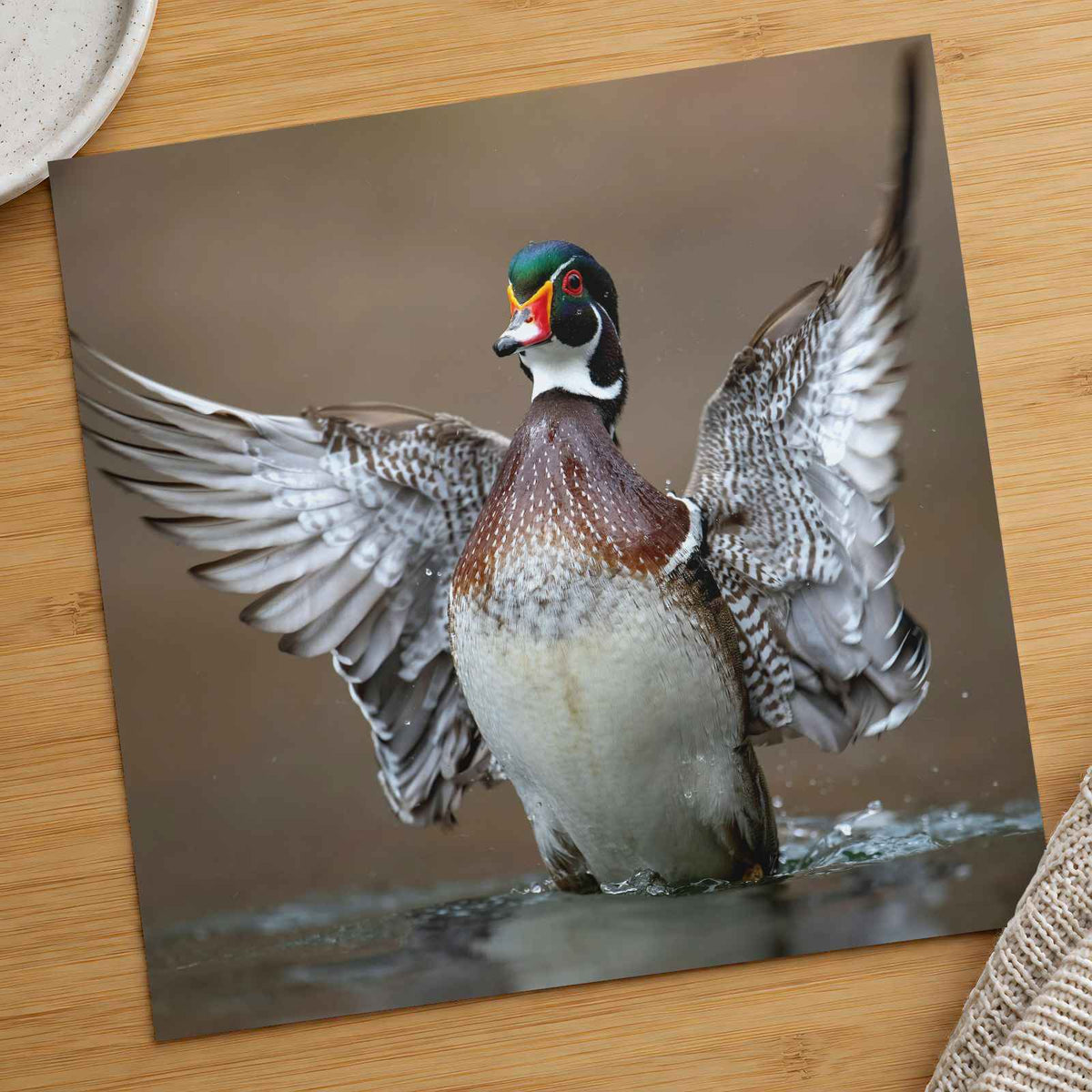 Male Wood Duck in Pennsylvania Stream Photo Wall Art (7 Sizes) - Frameable