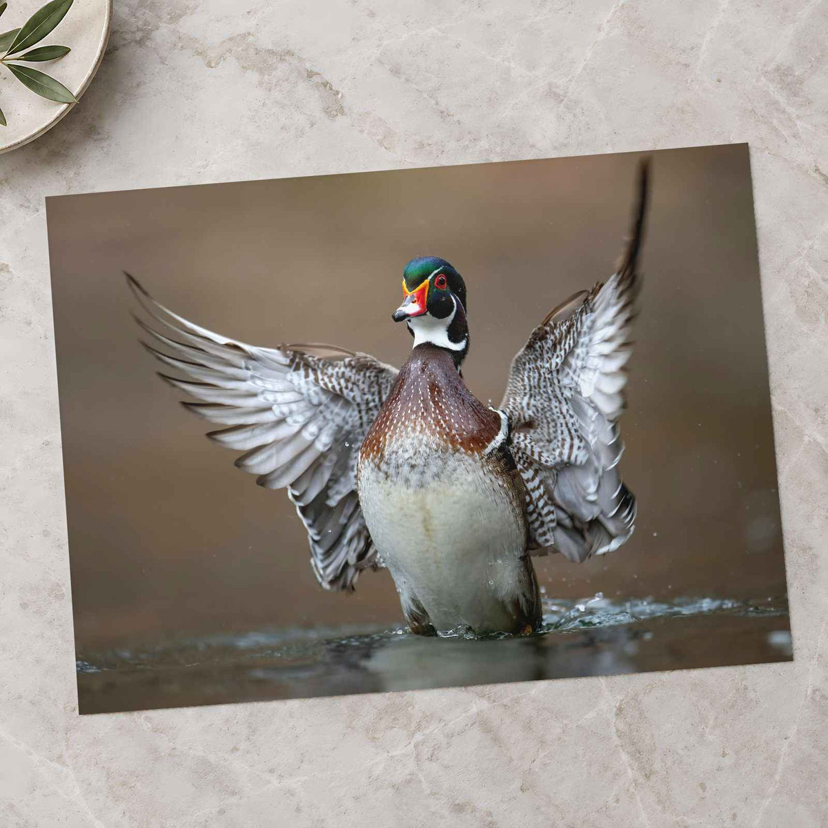 Male Wood Duck in Pennsylvania Stream Photo Wall Art (7 Sizes) - Frameable