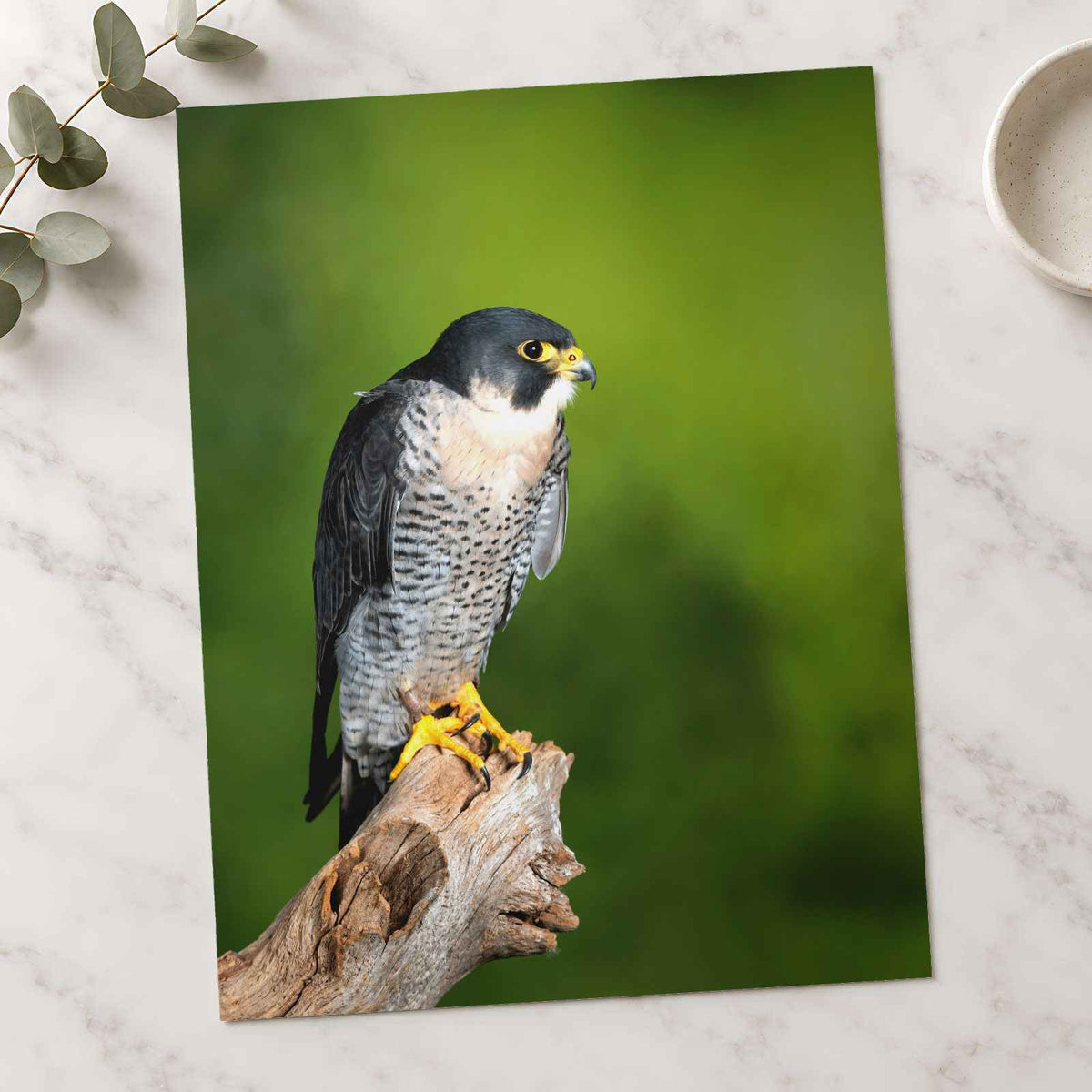 Beautiful Peregrine Falcon Photo Wall Art (7 Sizes) - Crisp Detail