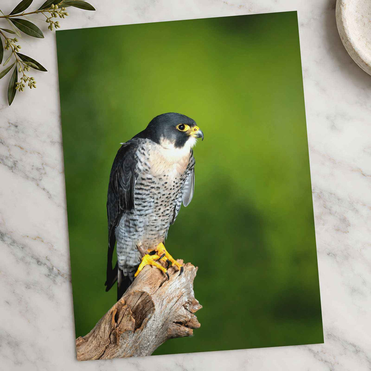 Beautiful Peregrine Falcon Photo Wall Art (7 Sizes) - Crisp Detail