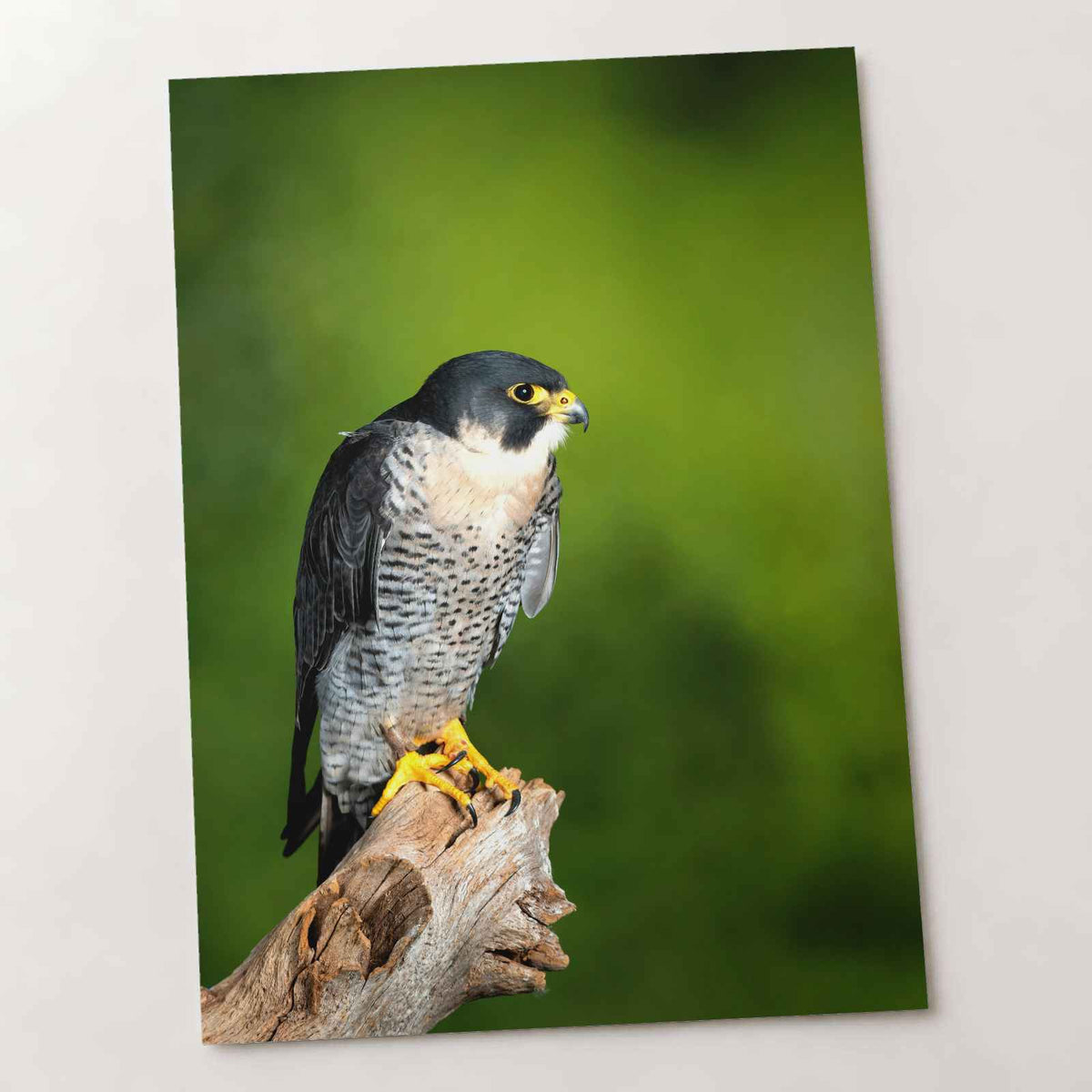 Beautiful Peregrine Falcon Photo Wall Art (7 Sizes) - Crisp Detail