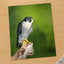Beautiful Peregrine Falcon Photo Wall Art (7 Sizes) - Crisp Detail