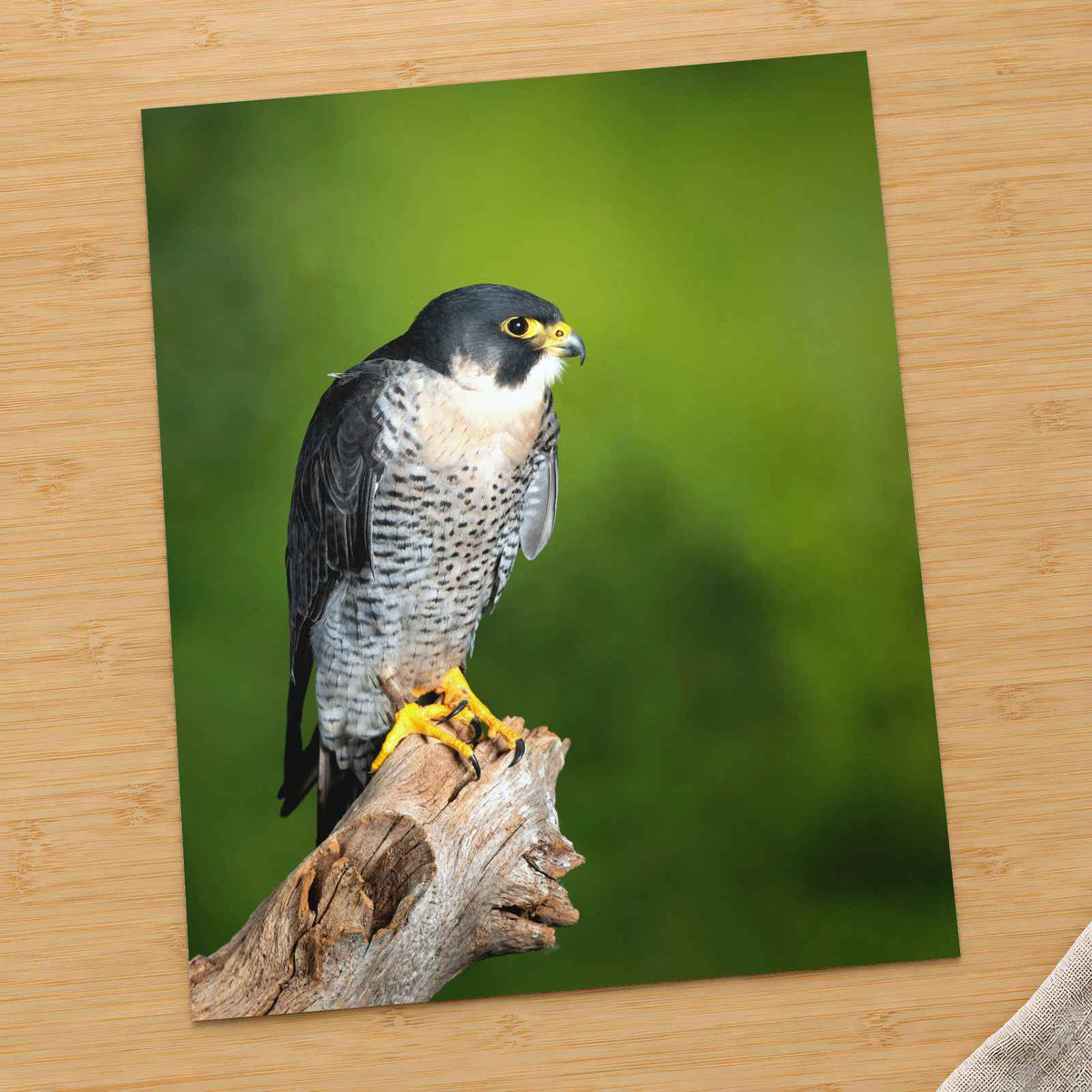 Beautiful Peregrine Falcon Photo Wall Art (7 Sizes) - Crisp Detail