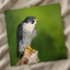 Beautiful Peregrine Falcon Photo Wall Art (7 Sizes) - Crisp Detail