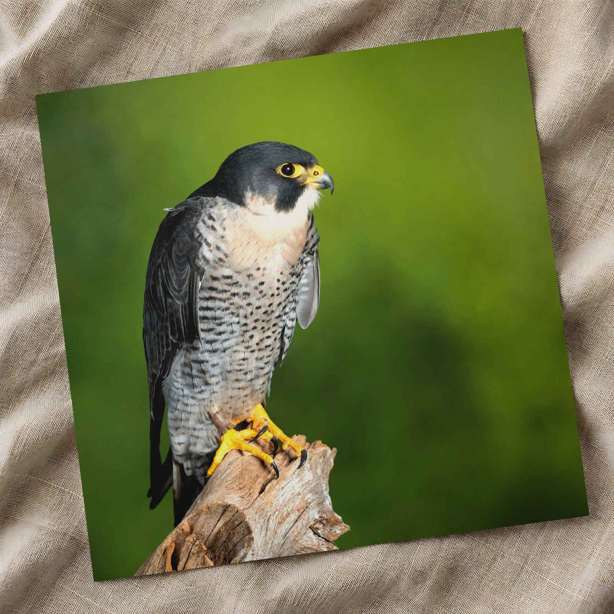 Beautiful Peregrine Falcon Photo Wall Art (7 Sizes) - Crisp Detail