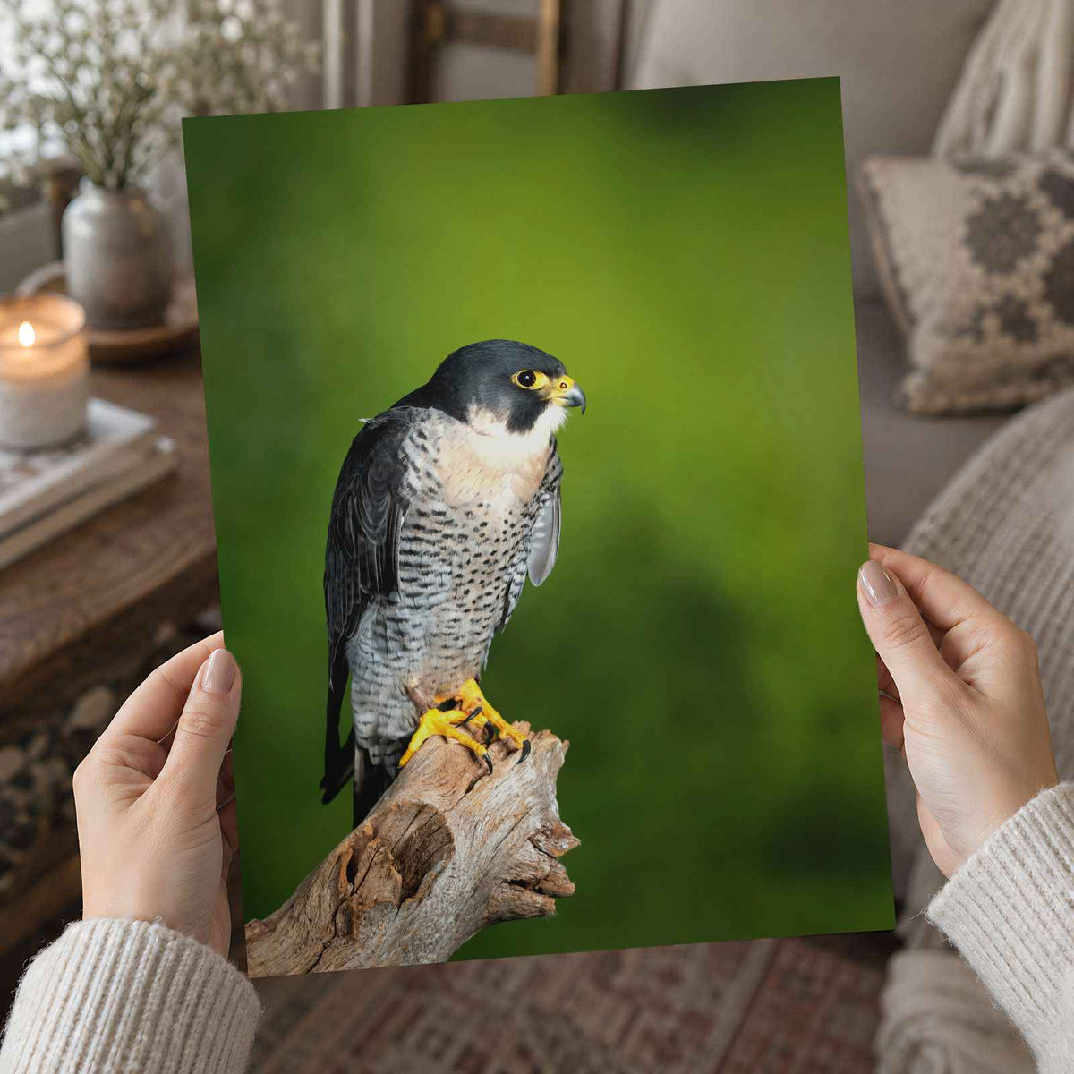 Beautiful Peregrine Falcon Photo Wall Art (7 Sizes) - Crisp Detail