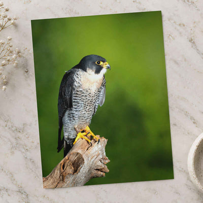 Beautiful Peregrine Falcon Photo Print Wall Decor