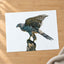 Northern Goshawk on White Background Photo Wall Print (7 Sizes) - Heavyweight