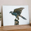 Northern Goshawk on White Background Photo Wall Print (7 Sizes) - Heavyweight