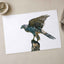 Northern Goshawk on White Background Photo Wall Print (7 Sizes) - Heavyweight