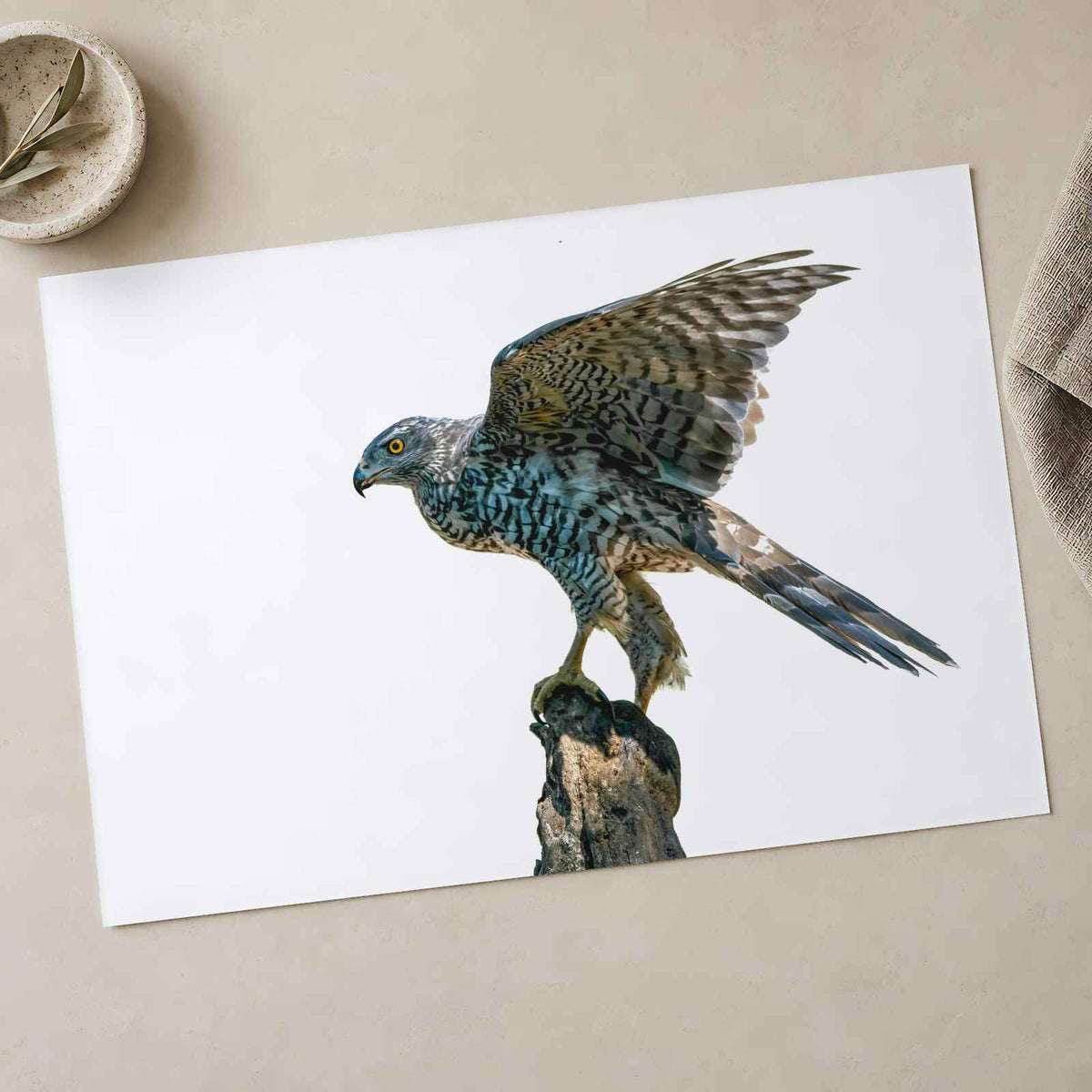 Northern Goshawk on White Background Photo Wall Print (7 Sizes) - Heavyweight
