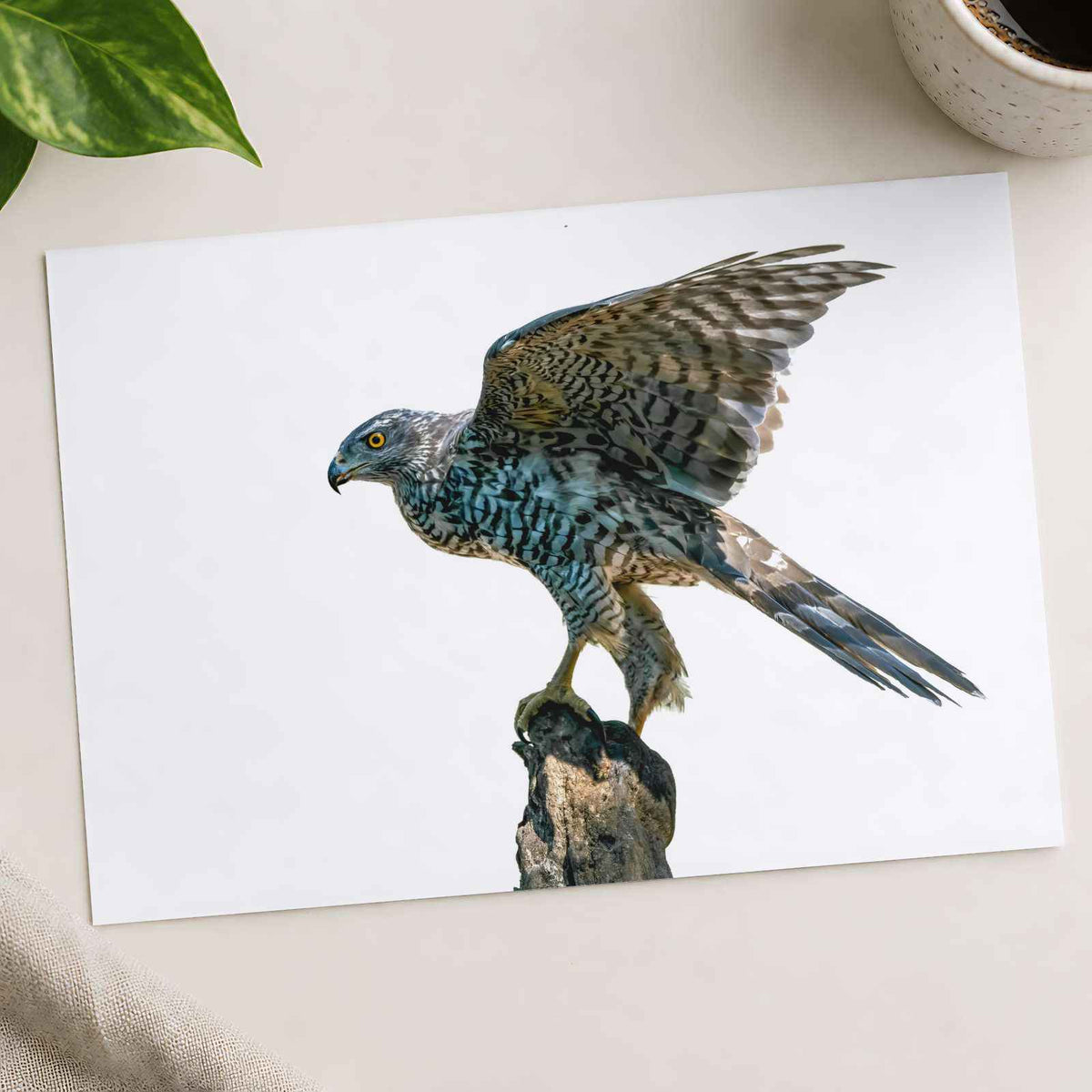 Northern Goshawk on White Background Photo Wall Print (7 Sizes) - Heavyweight