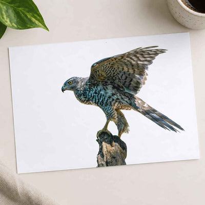 Northern Goshawk on White Background Photo Wall Print (7 Sizes) - Heavyweight