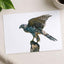 Northern Goshawk on White Background Photo Wall Print (7 Sizes) - Heavyweight