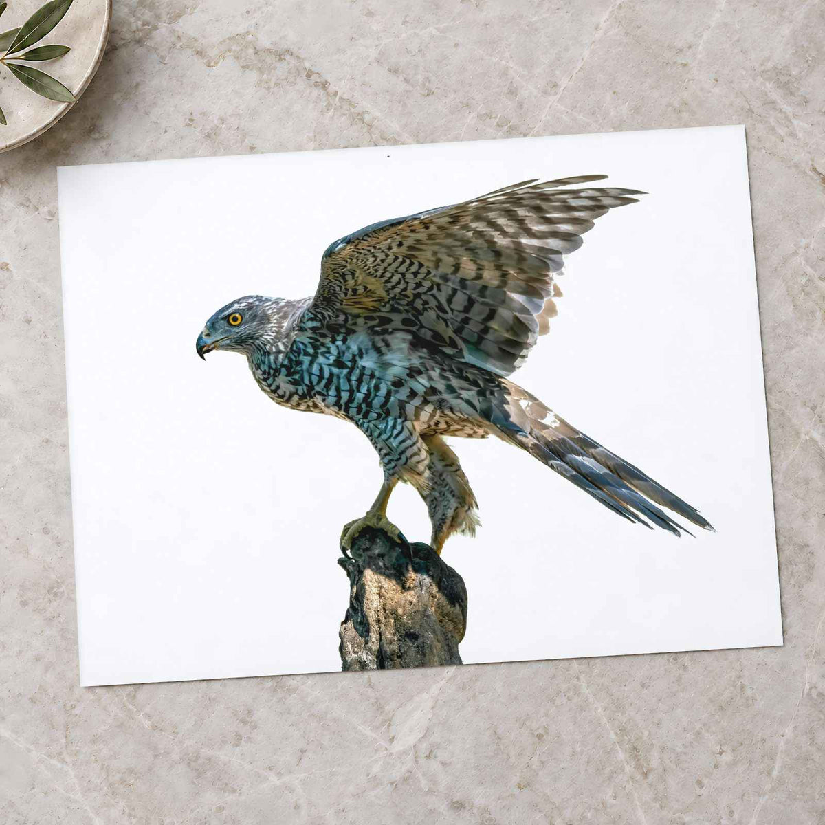 Northern Goshawk on White Background Photo Wall Print (7 Sizes) - Heavyweight