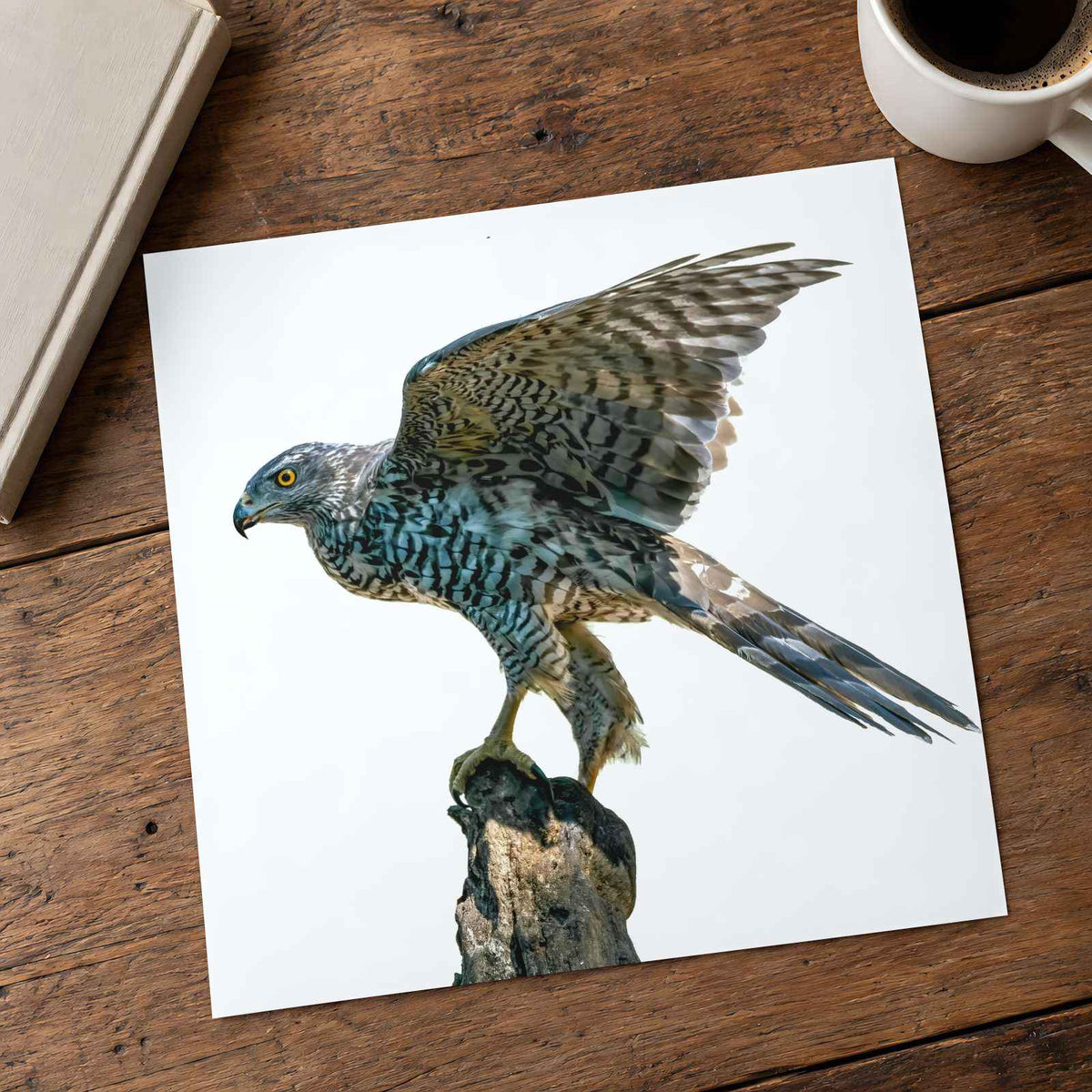 Northern Goshawk on White Background Photo Wall Print (7 Sizes) - Heavyweight