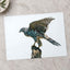 Northern Goshawk on White Background Photo Wall Print (7 Sizes) - Heavyweight