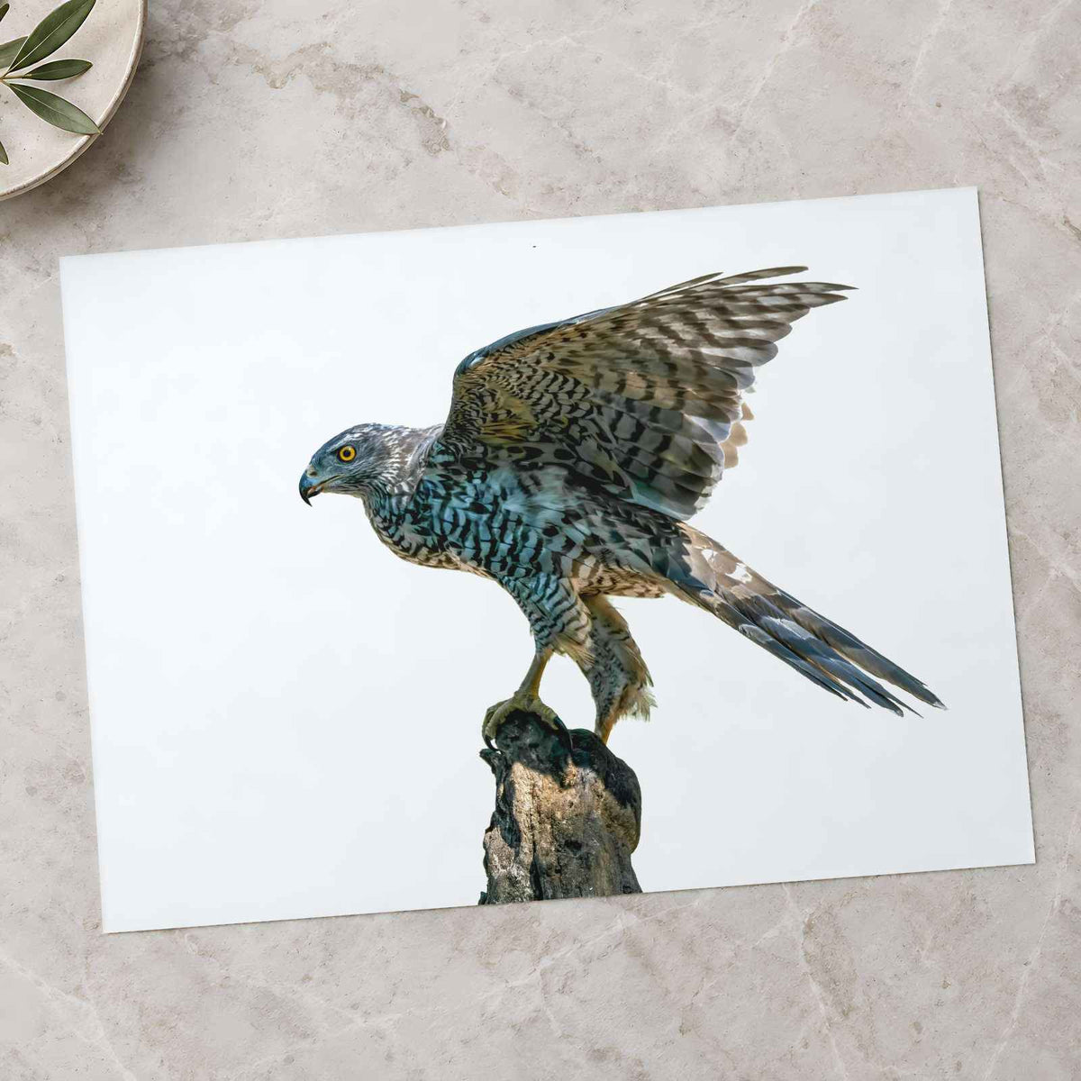 Northern Goshawk on White Background Photo Wall Print (7 Sizes) - Heavyweight