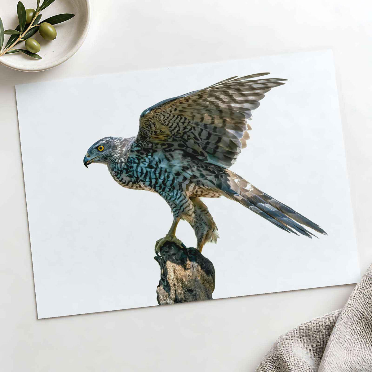 Northern Goshawk on White Background Photo Print Wall Decor