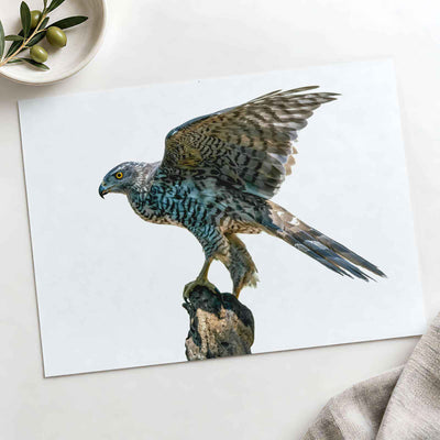 Northern Goshawk on White Background Photo Print Wall Decor
