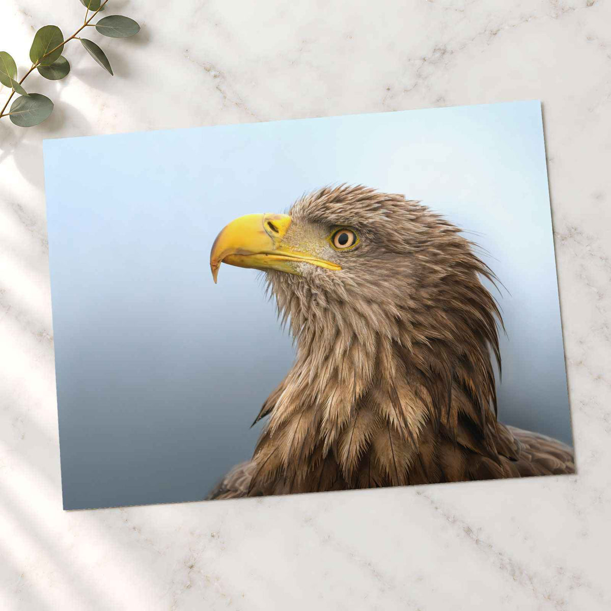 White-Tailed Eagle Photographic Art Print (7 Sizes) - Crisp Detail