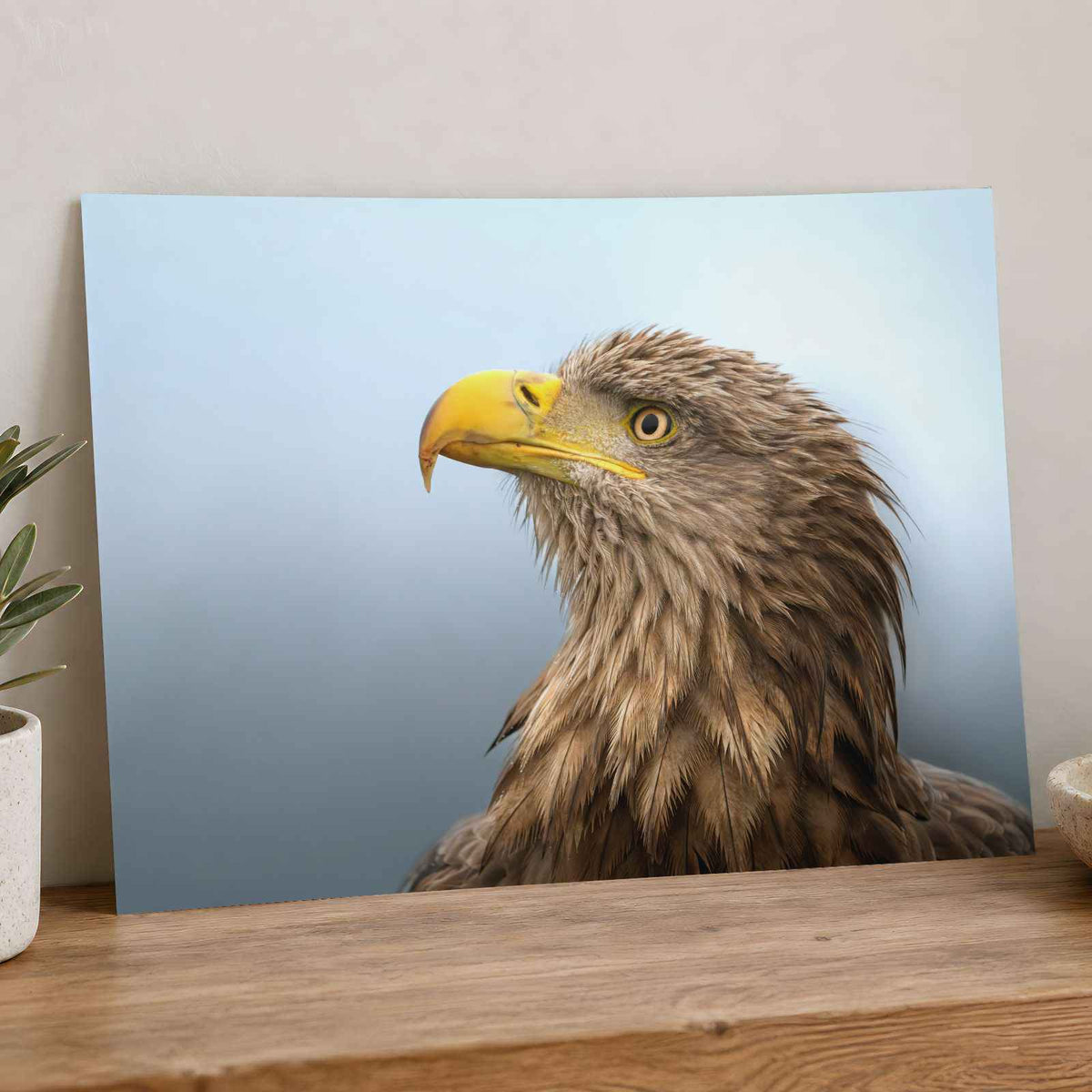 White-Tailed Eagle Photographic Art Print (7 Sizes) - Crisp Detail