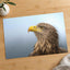 White-Tailed Eagle Photographic Art Print (7 Sizes) - Crisp Detail