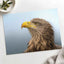 White-Tailed Eagle Photographic Art Print (7 Sizes) - Crisp Detail