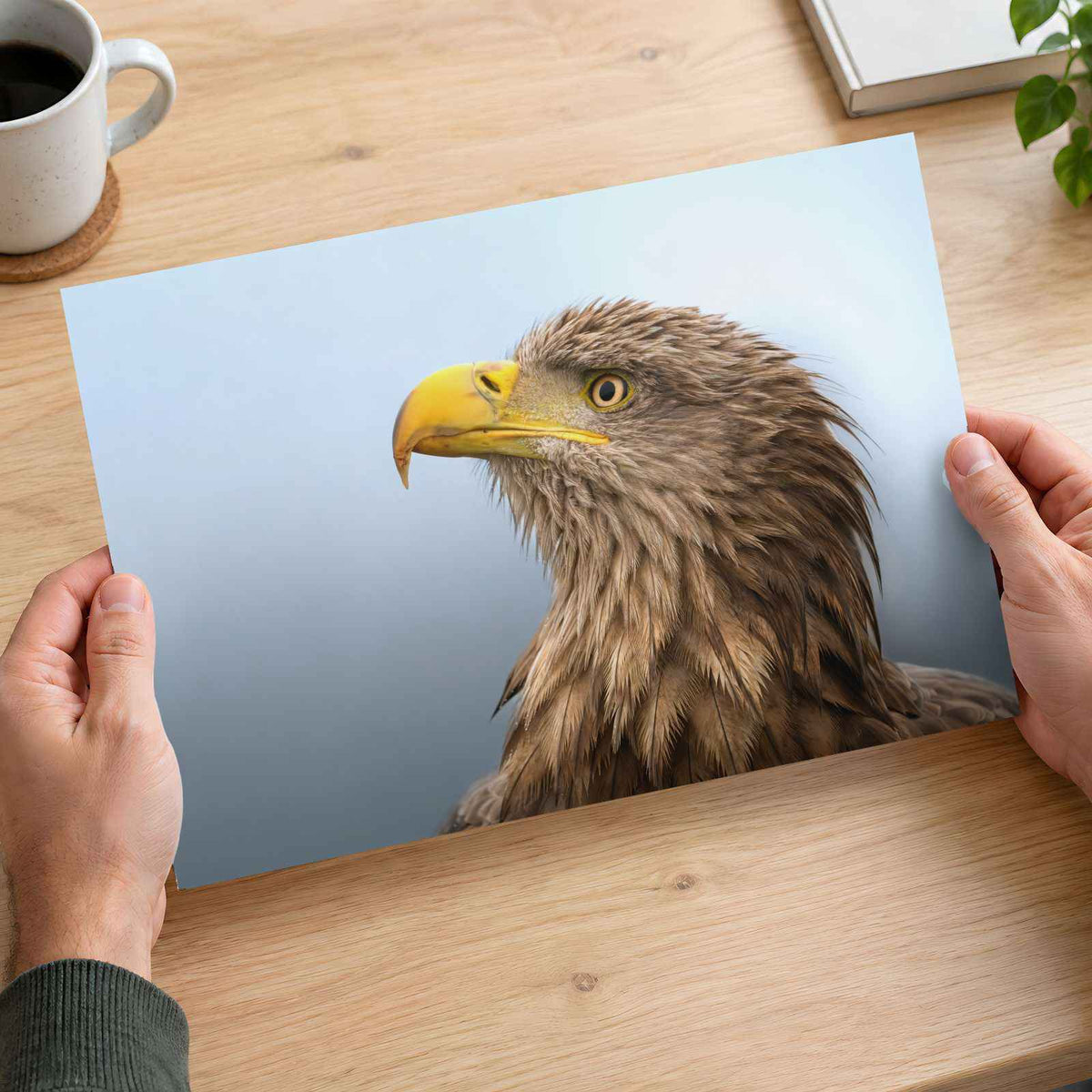 White-Tailed Eagle Photographic Art Print (7 Sizes) - Crisp Detail