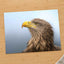 White-Tailed Eagle by Dejan Zakic Photo Print Wall Decor