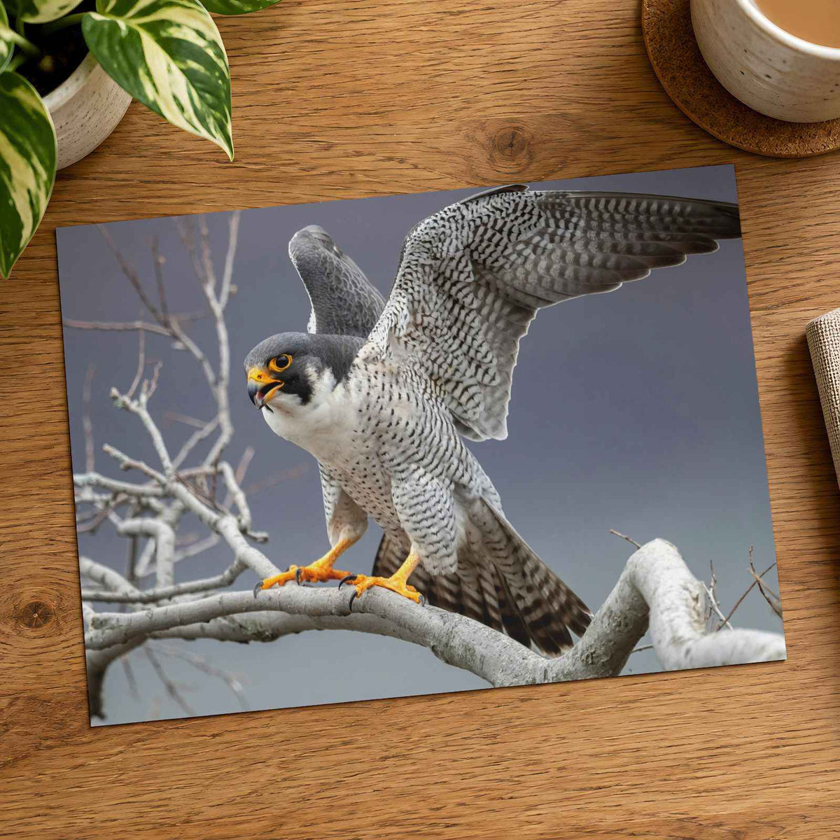 Peregrine Falcon on Branch Photography Print (5 Sizes) - Frameable