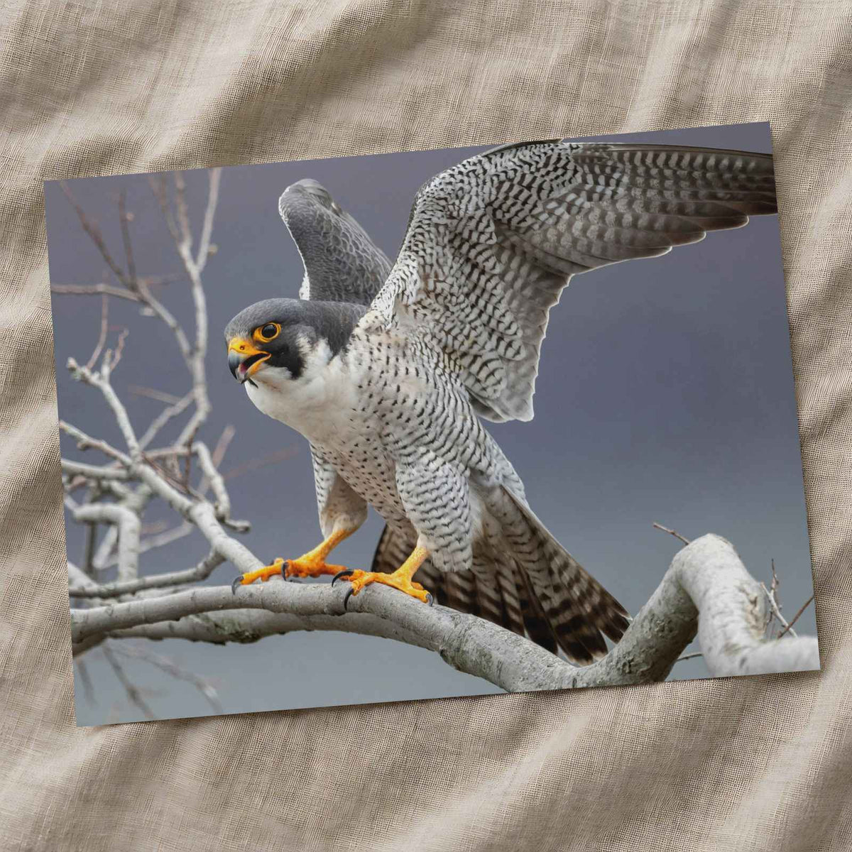 Peregrine Falcon on Branch Photography Print (5 Sizes) - Frameable