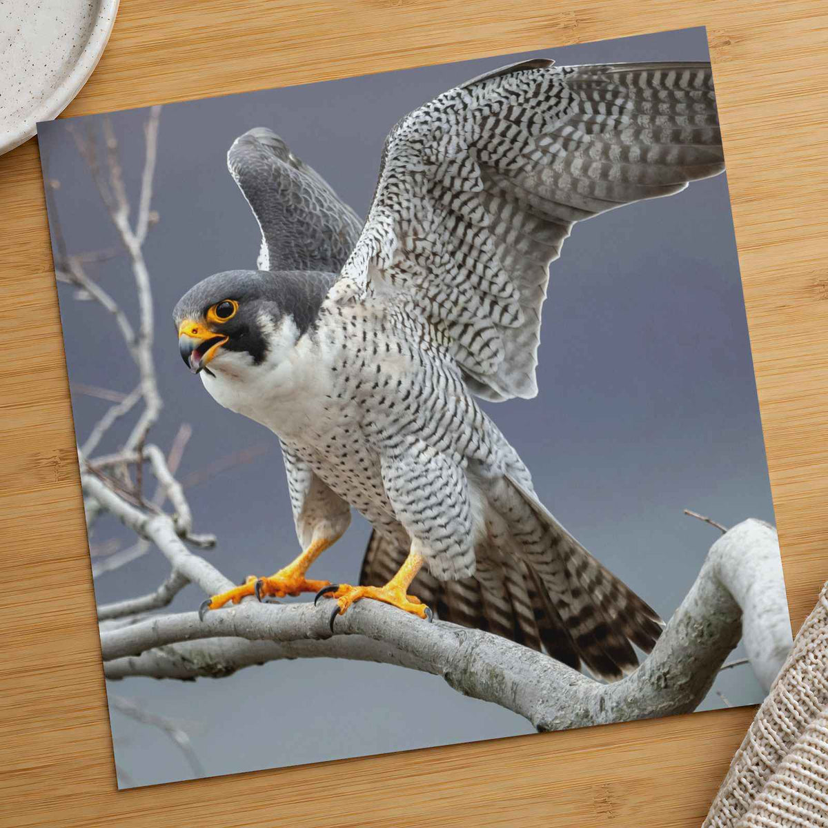 Peregrine Falcon on Branch Photography Print (5 Sizes) - Frameable