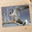 Peregrine Falcon on Branch Photography Print (5 Sizes) - Frameable