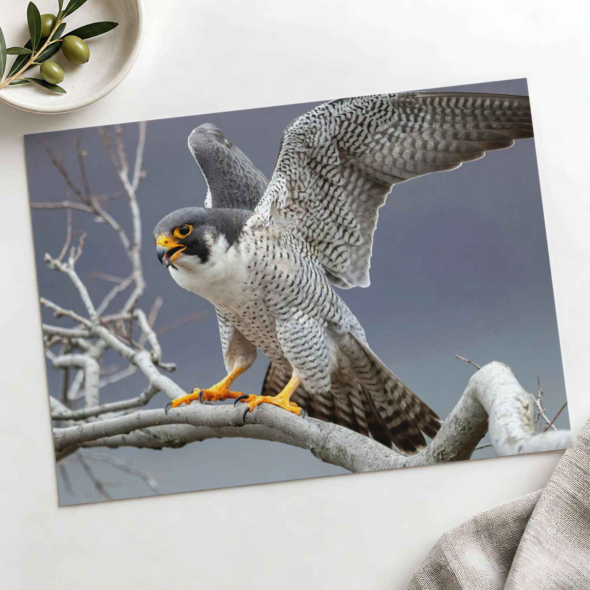 Peregrine Falcon on Branch Photo Print Wall Decor