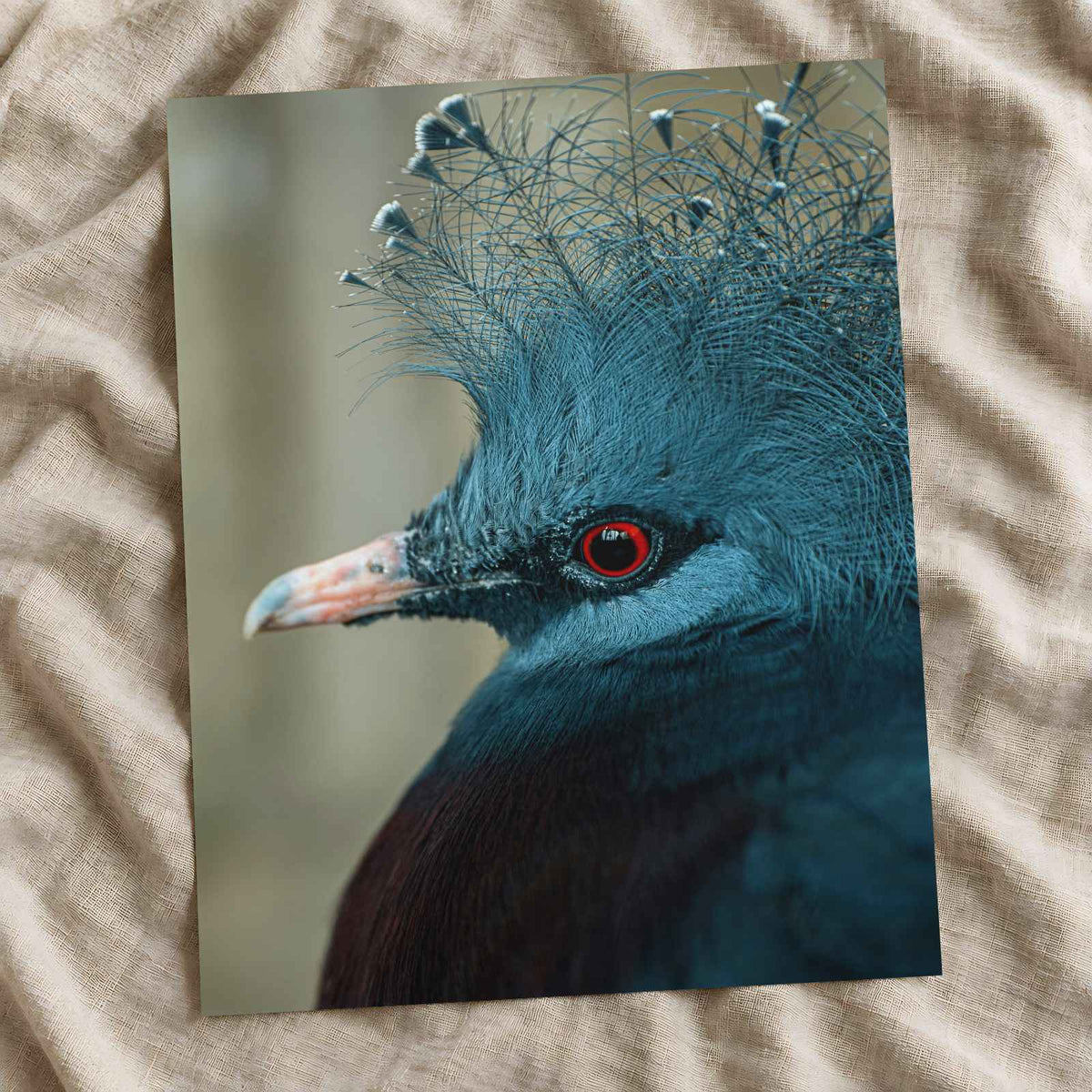 Close Up of Bird with Red Eyes Photo Print (7 Sizes) - High Quality