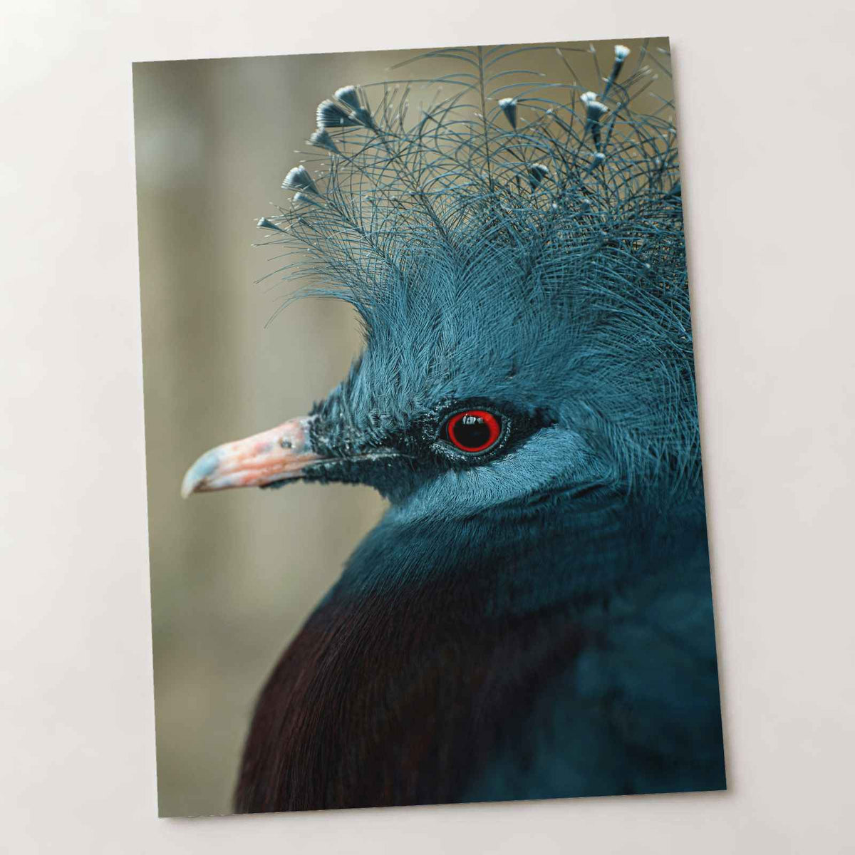 Close Up of Bird with Red Eyes Photo Print (7 Sizes) - High Quality