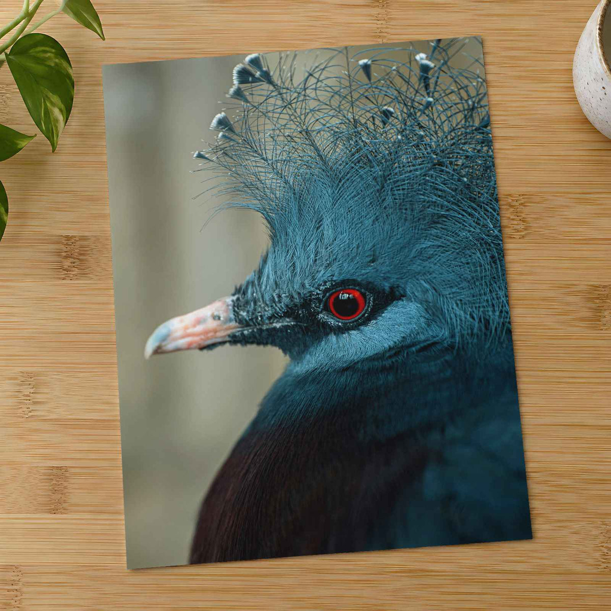 Close Up of Bird with Red Eyes Photo Print (7 Sizes) - High Quality