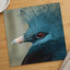 Close Up of Bird with Red Eyes Photo Print (7 Sizes) - High Quality