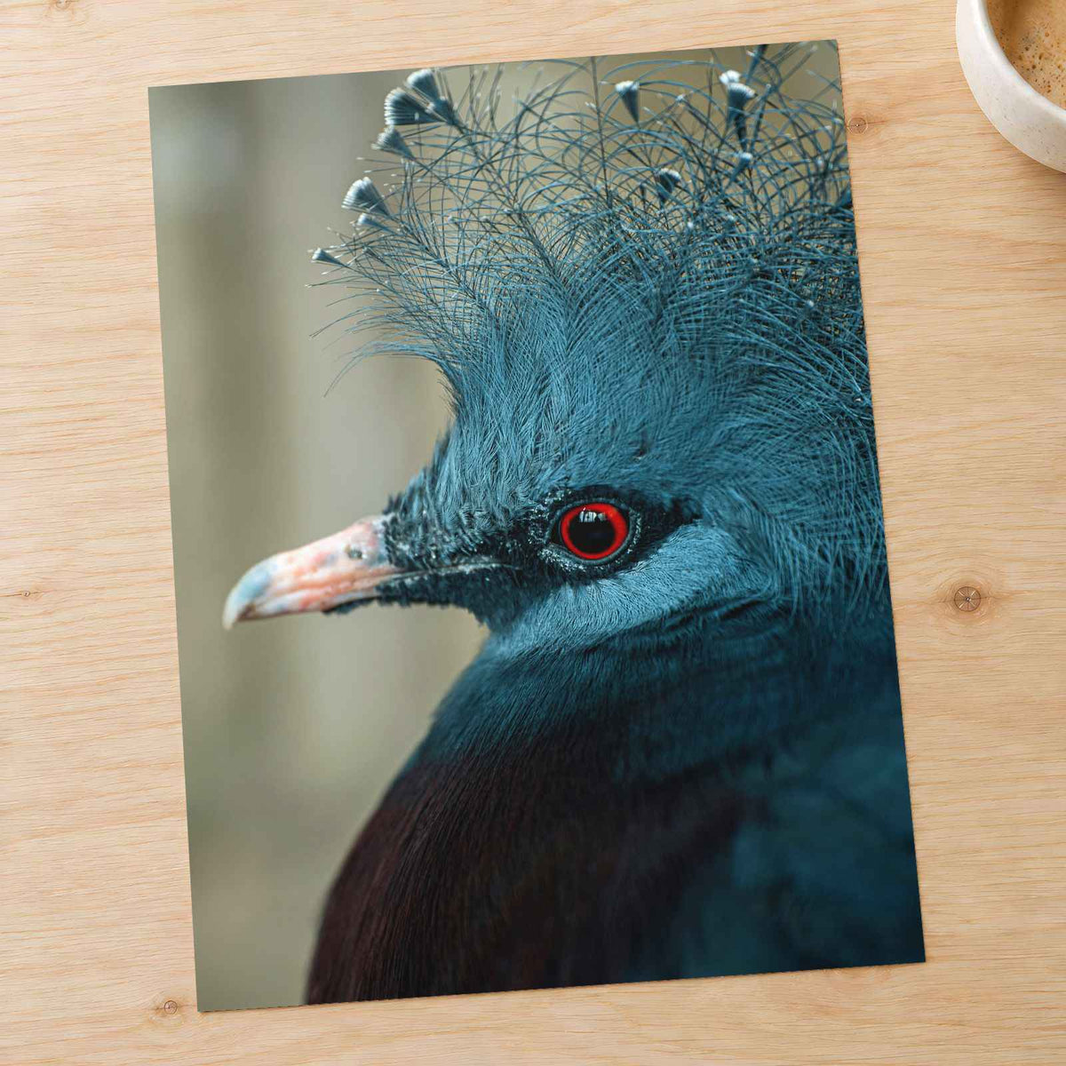 Close Up of Bird with Red Eyes by Cphotos Photo Print Wall Decor