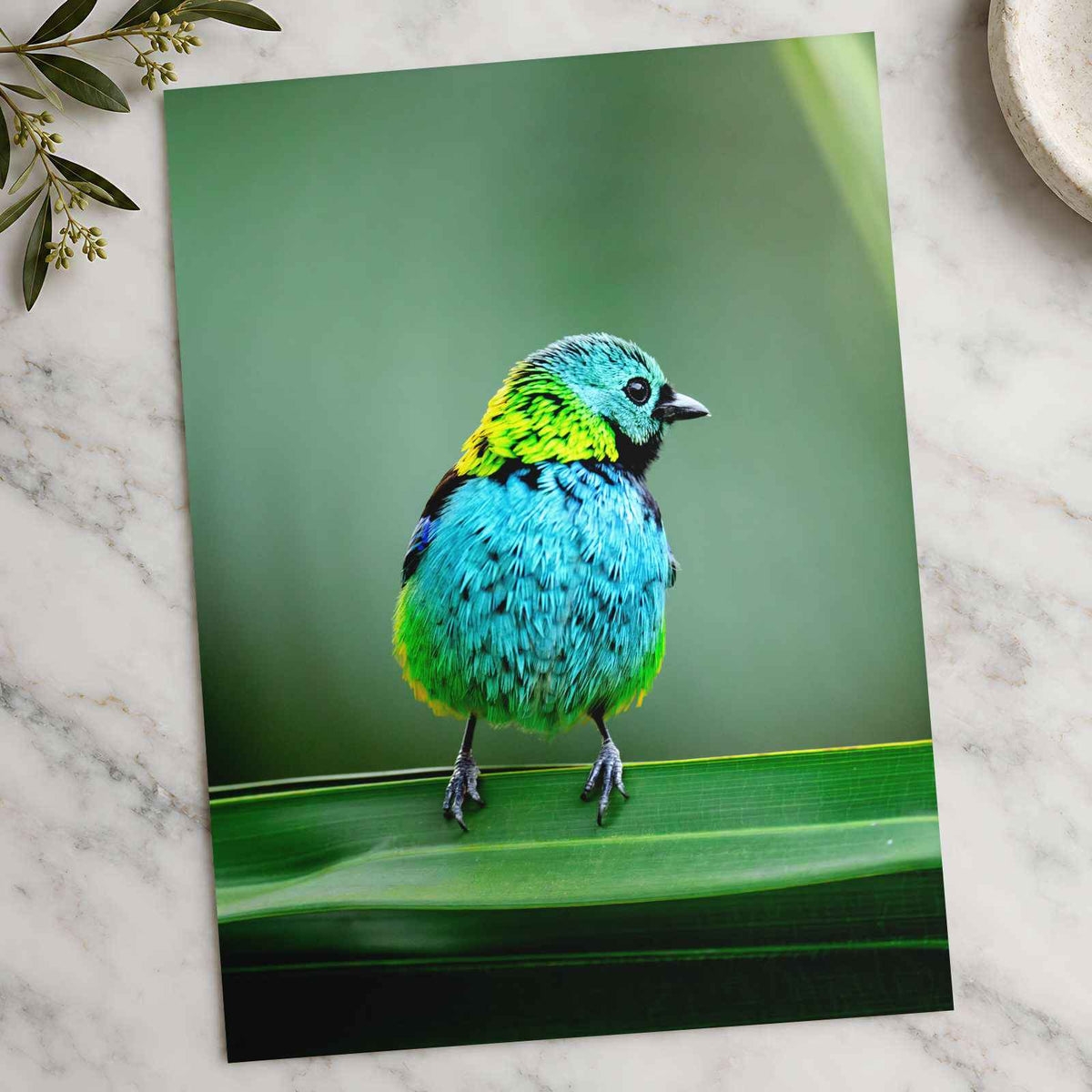 Colorful Bird Perched on Top of Green Leaf Photographic Art Print (7 Sizes)