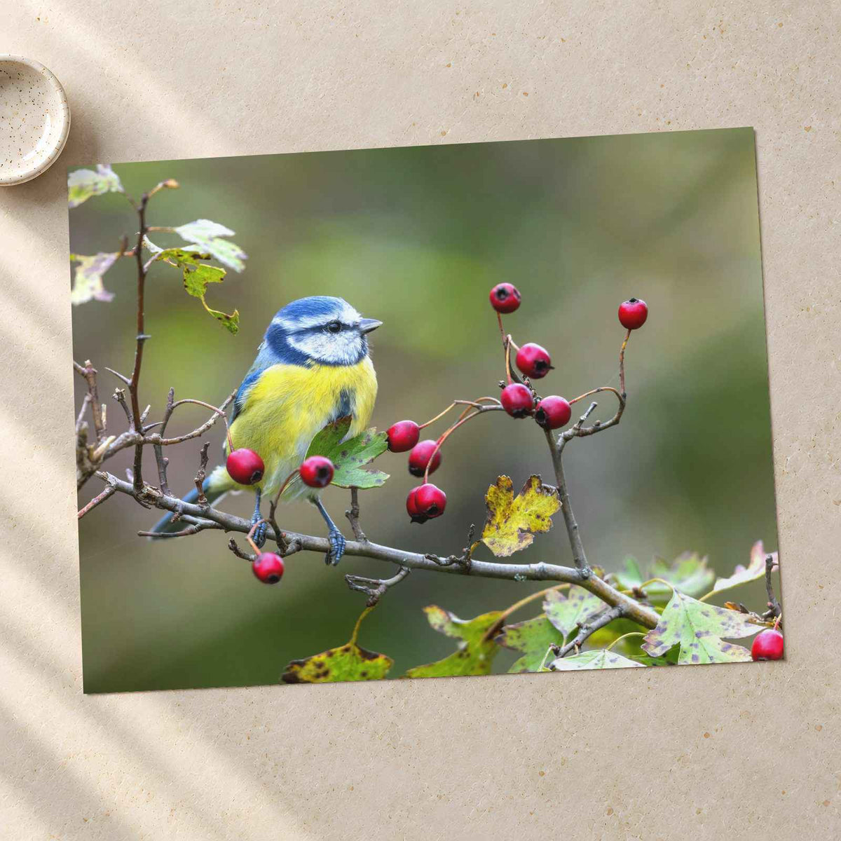 Eurasian Blue Tit with Berries Photo Wall Print (7 Sizes) - Ready to Frame