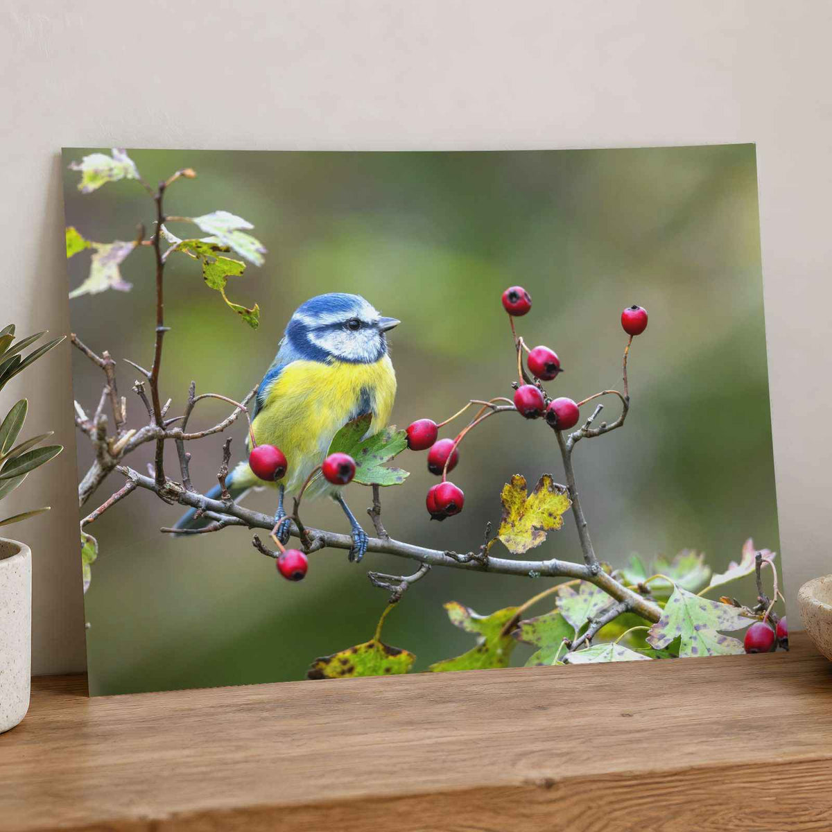 Eurasian Blue Tit with Berries Photo Wall Print (7 Sizes) - Ready to Frame