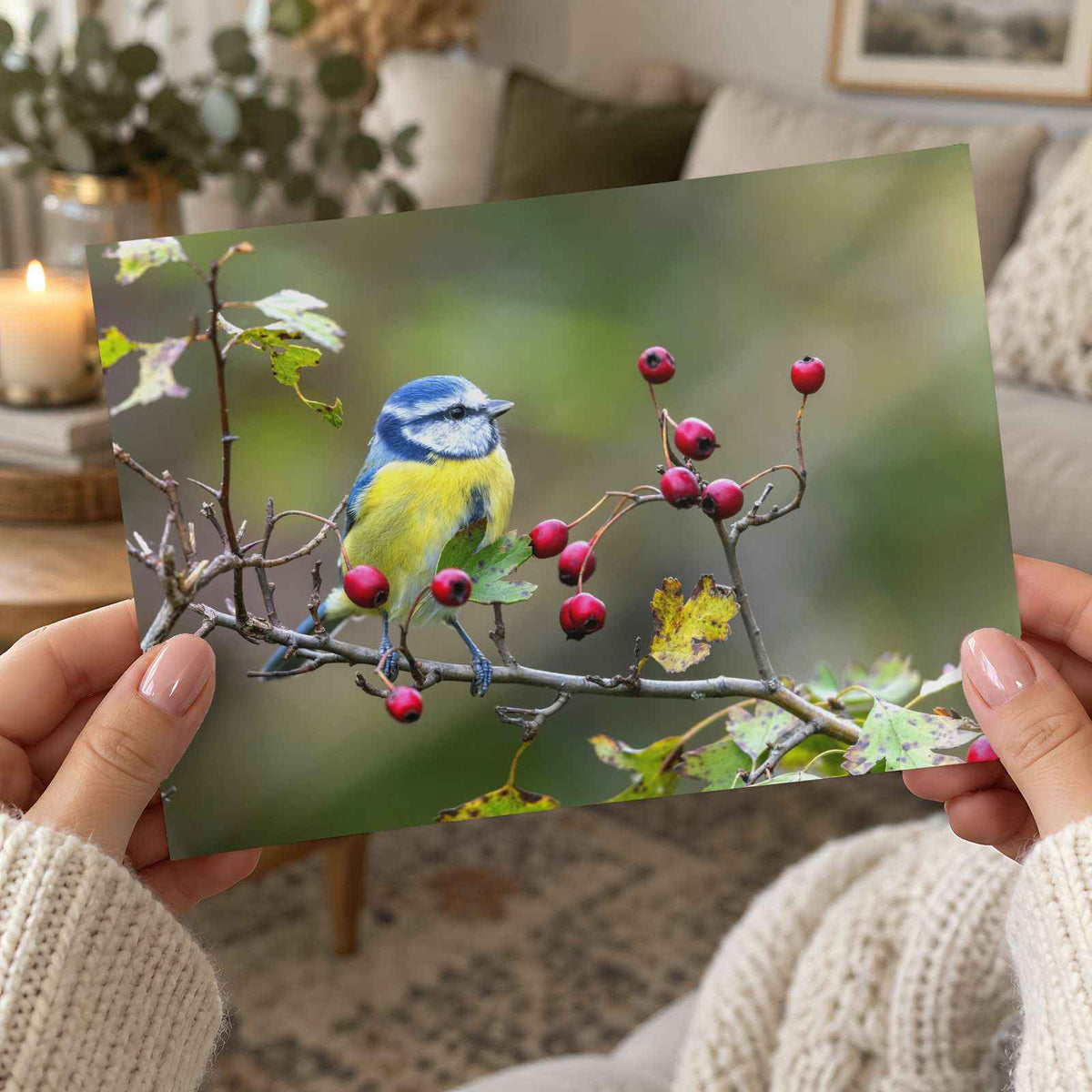 Eurasian Blue Tit with Berries Photo Wall Print (7 Sizes) - Ready to Frame