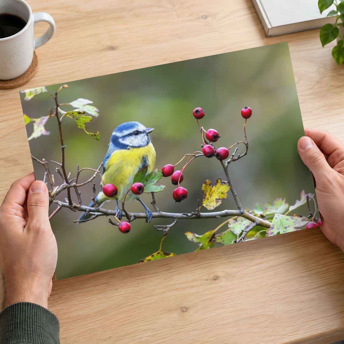 Eurasian Blue Tit with Berries Photo Wall Print (7 Sizes) - Ready to Frame