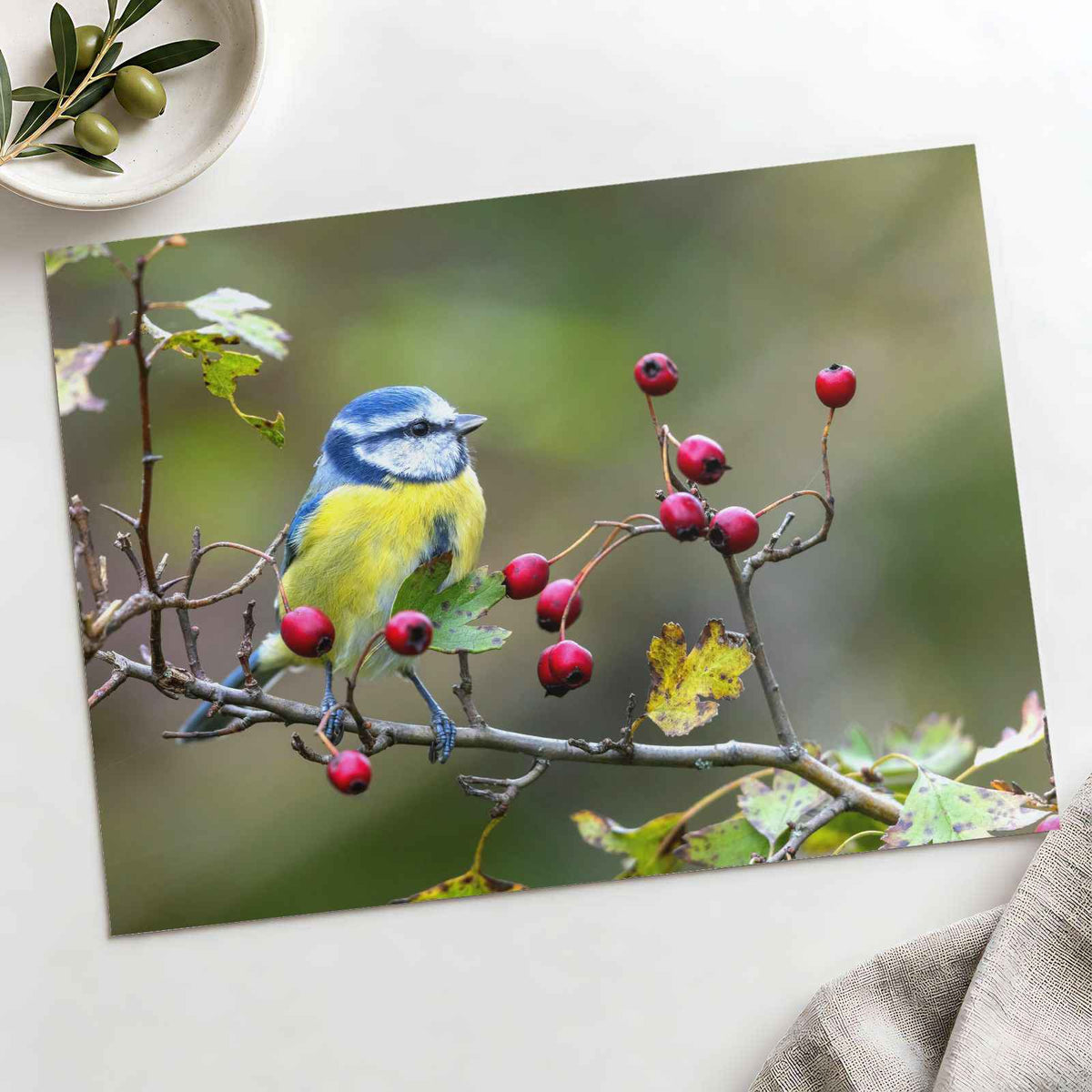Eurasian Blue Tit with Berries Photo Print Wall Decor