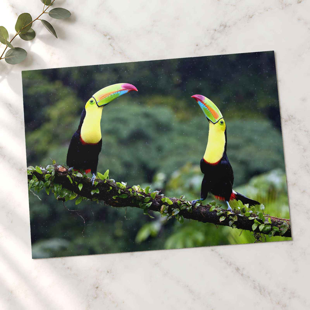 Two Toucans Sitting on Branch in Rain Photo Print (7 Sizes) - Crisp Detail