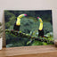 Two Toucans Sitting on Branch in Rain Photo Print (7 Sizes) - Crisp Detail